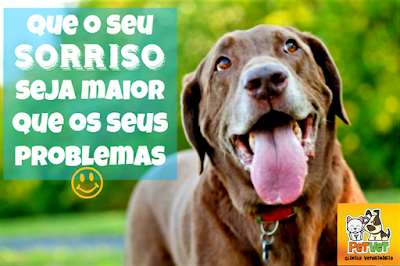 PETVET CLÍNICA VETERINÁRIA em Uberaba MG Veterinarios biz